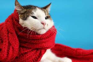 ¿Debo ponerle ropa a mi gato en días fríos? - Mascotas - ABC Color