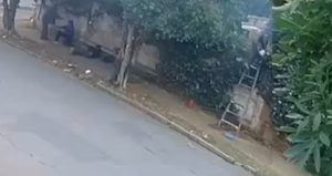 Trabajador muere tras ser atacado por avispas en Sajonia - Noticiero Paraguay