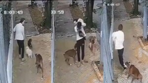 Joven fue atacada por dos perros cuando paseaba a sus mascotas