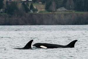 Orcas usan algas como herramientas para frotarse entre ellas - Ciencia - ABC Color