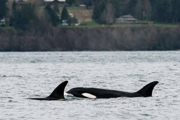 Orcas usan algas como herramientas para frotarse entre ellas - Ciencia - ABC Color