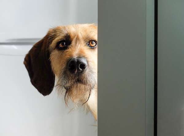 Mascotas en confinamiento: cómo el encierro cambia su conducta y qué podés hacer - Mascotas - ABC Color