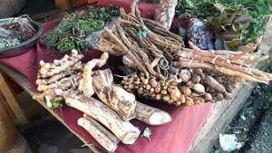 Encarnación: tradición vigente de consumir pohã ñana en invierno - Nacionales - ABC Color