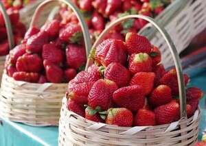 Areguá se llena de sabor y color en la temporada de frutillas - Nacionales - ABC Color