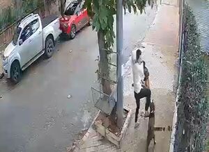 (VIDEO). Perros de raza boxer atacan a una mujer que paseaba a sus firuslais
