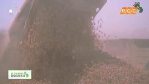 Video: EL CHACO AVANZA | Aceitera Pioneros