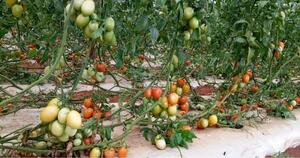 MAG impulsa mayor eficiencia en la producción y comercialización de hortalizas a nivel país