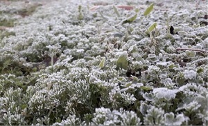 Carapeguá amaneció bajo escarcha tras intensa helada temperatura bajó a 2 °C - OviedoPress