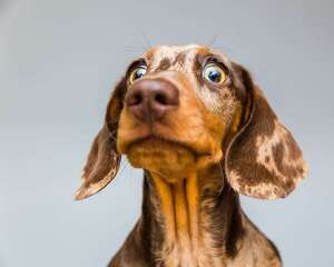 ¿Los animales pueden presentir terremotos, enfermedades o la muerte? - Mascotas - ABC Color