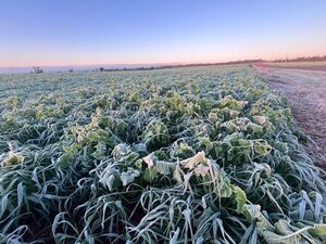 Helada histórica en Itapúa: -3.2°C y cultivos de trigo destruidos