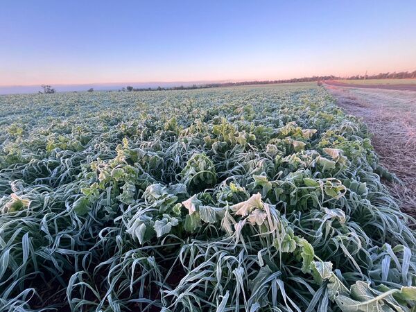 Helada histórica en Itapúa: -3.2°C y cultivos de trigo destruidos