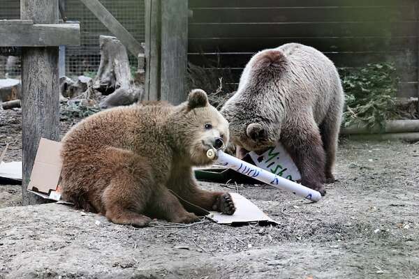 Escaparon, comieron y volvieron: la travesura de dos osos en Inglaterra - Ciencia - ABC Color