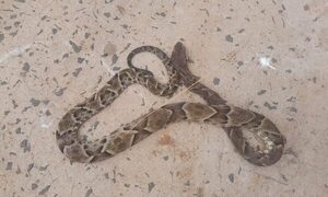 Serpiente venenosa atacó a un hombre en Canindeyú