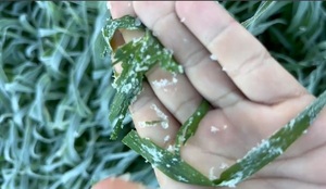 Registraron heladas de -3.5°C, con pérdidas agrícolas en todo el país