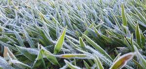 Temperaturas bajo cero en Paraguay: 10 zonas donde hubo récords de frío - Clima - ABC Color