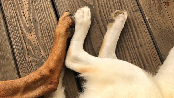 Atacan a balazos a dos perros en Concepción: Malala murió y Willy lucha por sobrevivir