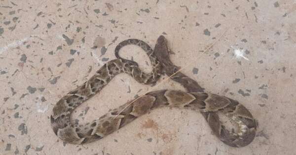La Nación / Víbora mordió a un hombre, que se encuentra internado en Canindeyú