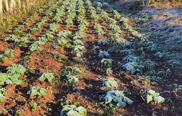 Escarcha castiga duramente los cultivos en Alto Paraná y reportan pérdidas de hasta el 70 % - ABC en el Este - ABC Color