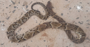 Canindeyú: hombre atacado por serpiente continua con pronóstico reservado | Unicanal