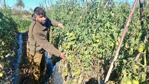 Estiman pérdida de 600.000 plantas de tomate a causa de las heladas en Coronel Oviedo - Noticiero Paraguay