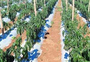 AUDIO: Estiman la pérdida del 50% de la producción de tomates por la helada - Periodísticamente - ABC Color