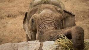 Murió Tamy, una elefante que estaba en cautivero y que iba a ser llevada al Brasil