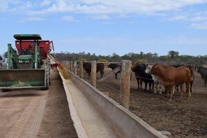 Ante precios bajos del maíz, transformarlo a carne se vuelve una estrategia para mejorar rentabilidad