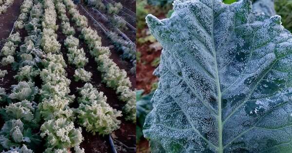 La Nación / Heladas dañaron pasturas y cultivos