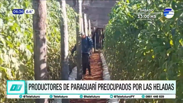 Productores de Paraguarí preocupados por las heladas