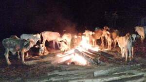 Ganaderos hacen fogata para cuidar a sus animales del frío