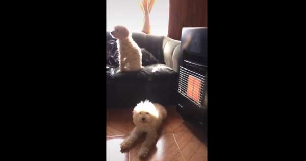 Diario HOY | El frío también los golpea: recuerdan obligación de cuidar a las mascotas