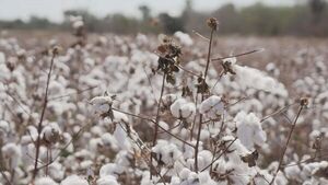 El algod贸n paraguayo resurge como eje estrat茅gico para una industria textil regional