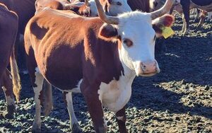 Presentan trabajos sobre conservación del Pampa Chaqueño