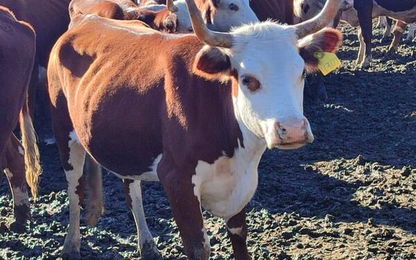 Presentan trabajos sobre conservación del Pampa Chaqueño