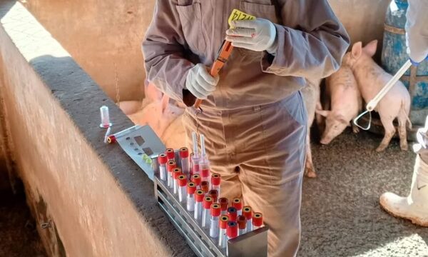 Colectan muestras para demostrar ausencia de Peste Porcina Clásica