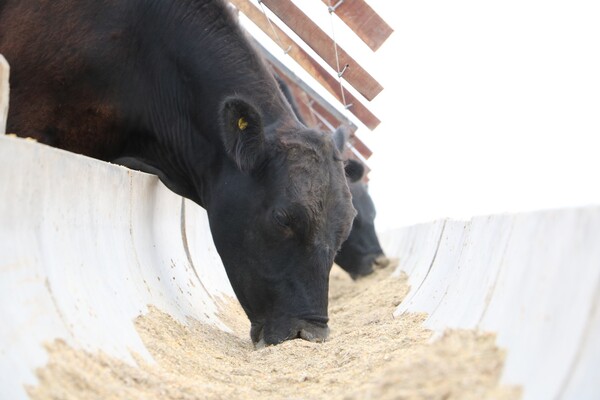 Volvió a subir el precio del Novillo Mercosur y superó los US$ 4 a la carne