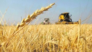 Trigo de Chicago cae por presión de la cosecha