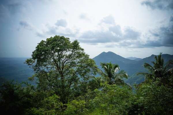 SOS árboles: un estudio advierte sobre los efectos del cambio climático en los bosques - Ciencia - ABC Color