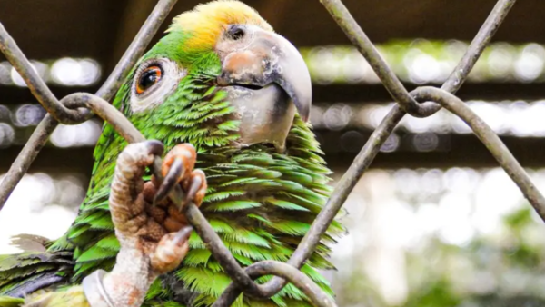 Cotorras, loros y guacamayos: las mayores víctimas del tráfico ilegal de fauna silvestre en Paraguay