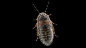 Una cucaracha prehistórica queda al descubierto en un trozo de ámbar ruso - Mundo - ABC Color
