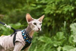 Gato Peterbald: por qué es ideal para personas alérgicas y qué cuidados necesita - Mascotas - ABC Color