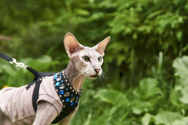 Gato Peterbald: por qué es ideal para personas alérgicas y qué cuidados necesita - Mascotas - ABC Color
