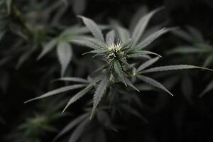Con una política de cannabis “consolidada”, Uruguay lanza su nueva estrategia de drogas - Mundo - ABC Color