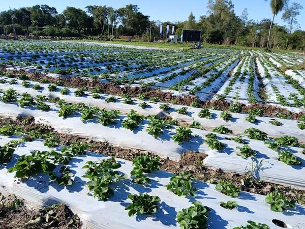 Frío no afecta a la frutilla: productora de Estanzuela destaca buena cosecha pese a heladas - Nacionales - ABC Color