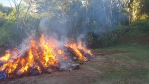 Destruyen más de 13,5 toneladas de marihuana incautada en Katueté