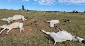 Debido al intenso frio reportan muerte de ganado de Ñaembucú