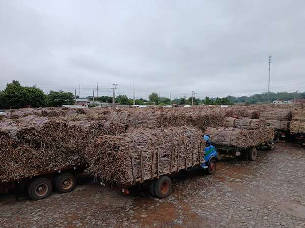 Cañicultores de Troche aguardan otro inicio tardío de la zafra 2025 - Nacionales - ABC Color