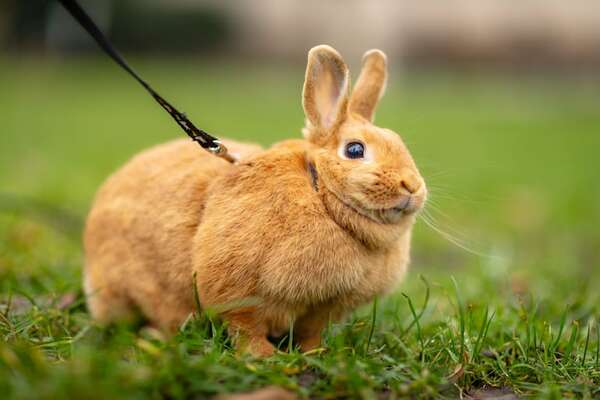 ¿Se puede educar a un conejo para que use una bandeja sanitaria? Sí, y así se hace - Mascotas - ABC Color