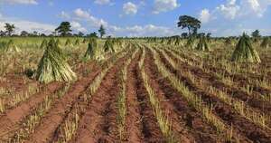La Nación / Sésamo paraguayo tuvo buen rendimiento y atrae la atención de China
