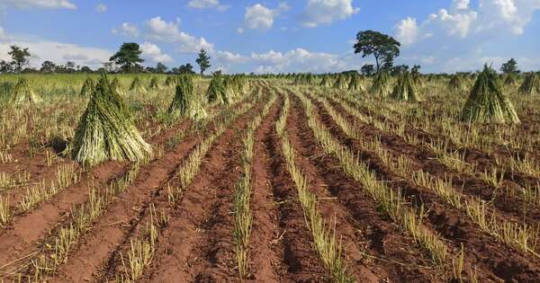 La Nación / Sésamo paraguayo tuvo buen rendimiento y atrae la atención de China